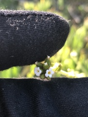 Plagiobothrys myosotoides