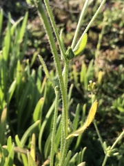 Plagiobothrys myosotoides