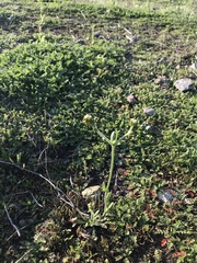 Plagiobothrys myosotoides