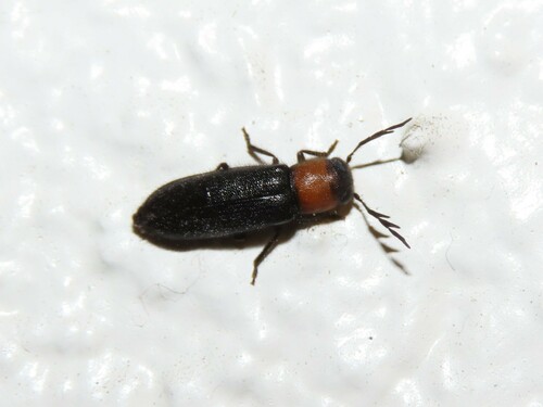 Thoracic Checkered Beetle photo 3