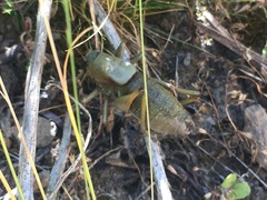 Anabrus simplex