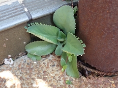 Kalanchoe laetivirens