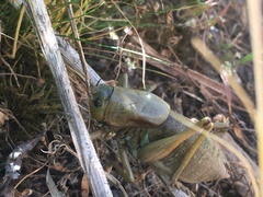 Anabrus simplex