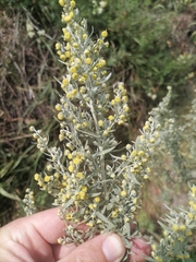 Artemisia absinthium
