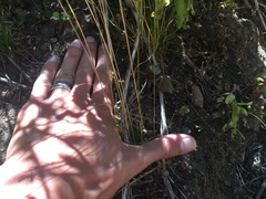 Anabrus simplex