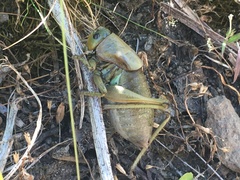 Anabrus simplex