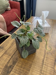 Peperomia caperata