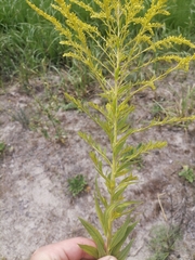 Solidago canadensis