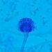Aspergillus fumigatus - Photo (c) Jose Roberto Palmos, some rights reserved (CC BY-NC), uploaded by Jose Roberto Palmos