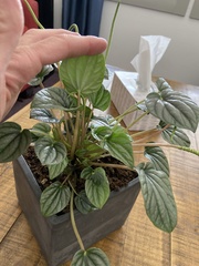 Peperomia caperata