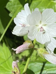 Sidalcea candida