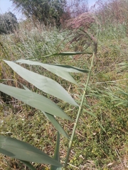 Phragmites australis