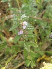 Teucrium scordium