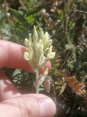 Oxytropis hippolyti