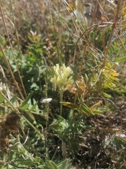 Oxytropis hippolyti
