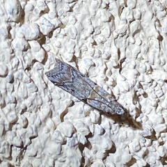 Olybria aliculella