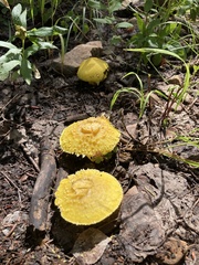 Floccularia luteovirens