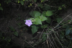 Mirabilis longiflora