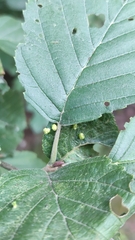 Eriophyes alniincanae
