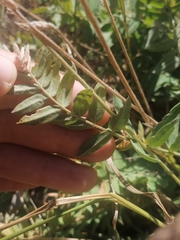 Oxytropis hippolyti