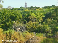 Egretta garzetta