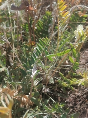 Oxytropis hippolyti