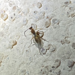 Orgilinae