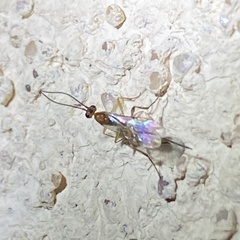 Orgilinae