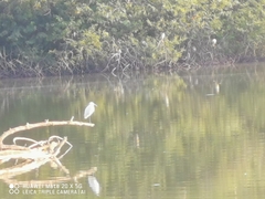 Egretta garzetta