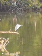 Egretta garzetta