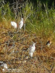 Egretta garzetta