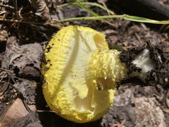 Floccularia luteovirens