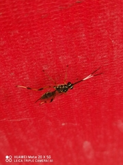 Ichneumonidae