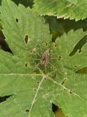 Allagelena gracilens