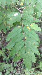 Gymnosporangium cornutum