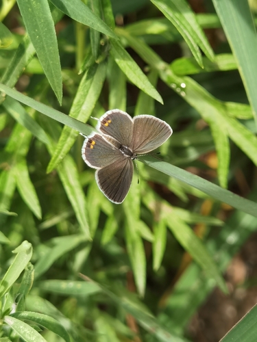 Short-tailed Blue