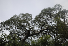 Conzattia multiflora