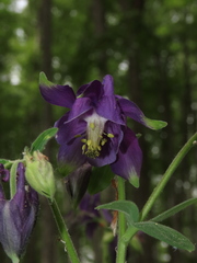 Aquilegia dumeticola