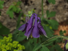 Aquilegia dumeticola
