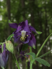 Aquilegia dumeticola