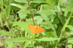 Emesis vulpina