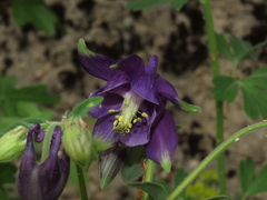 Aquilegia dumeticola