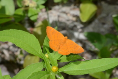 Emesis vulpina