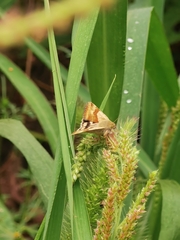 Heliothis