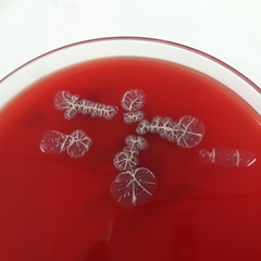 Pseudomonas stutzeri