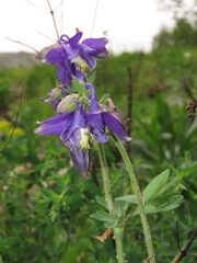 Aquilegia dumeticola