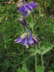 Aquilegia dumeticola