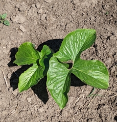 Typhonium trilobatum