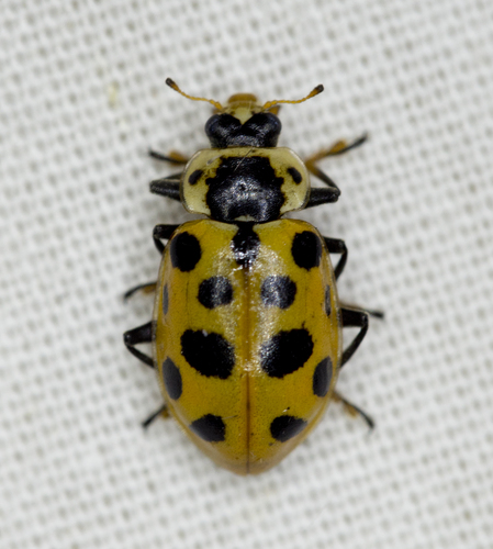 Thirteen-spotted Lady Beetle
