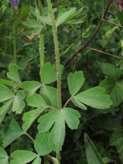 Aquilegia dumeticola